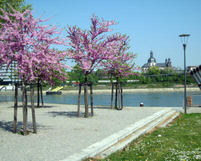 Rheinuferpromenade Ludwigshafen